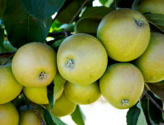 pomme 13 liste